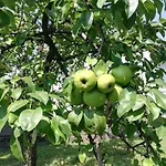 Nora Garden וילה *