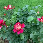 Willa Nora Garden *