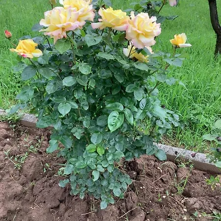וילה Nora Garden