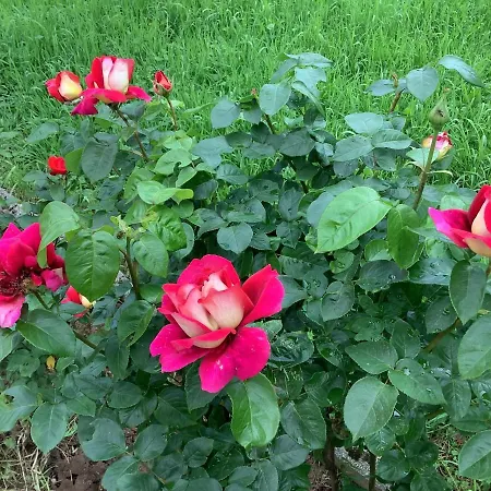 וילה Nora Garden *