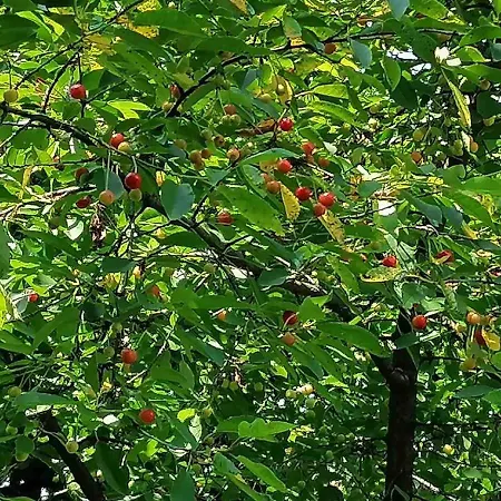 Nora Garden Sarajevo