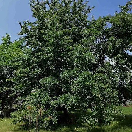 Villa Nora Garden Sarajevo